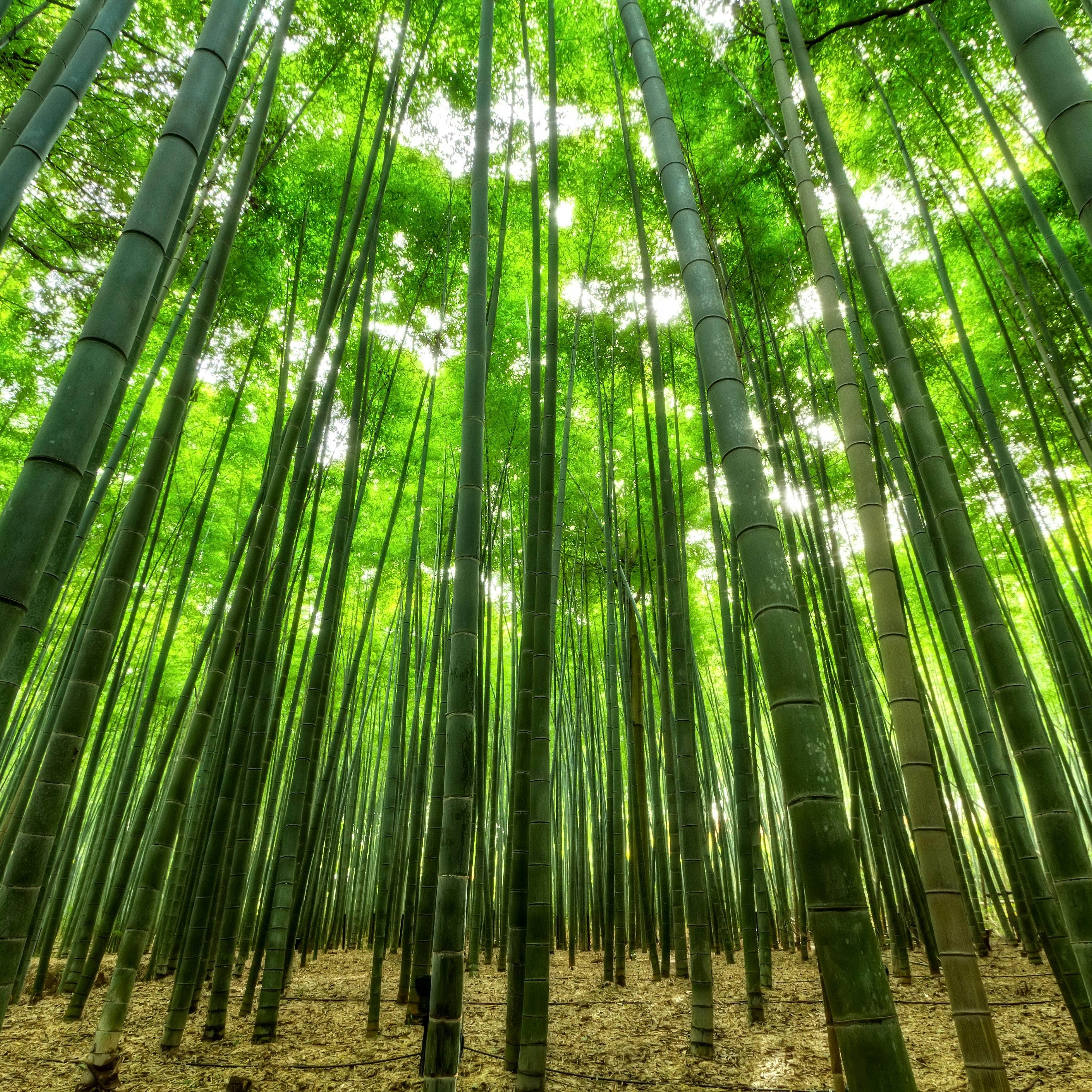 View of Bamboo Forrest