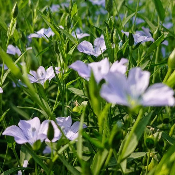 Flax flowers