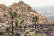 Joshua Tree Desert Landscape 30"x20" Framed Fine Art Photograph