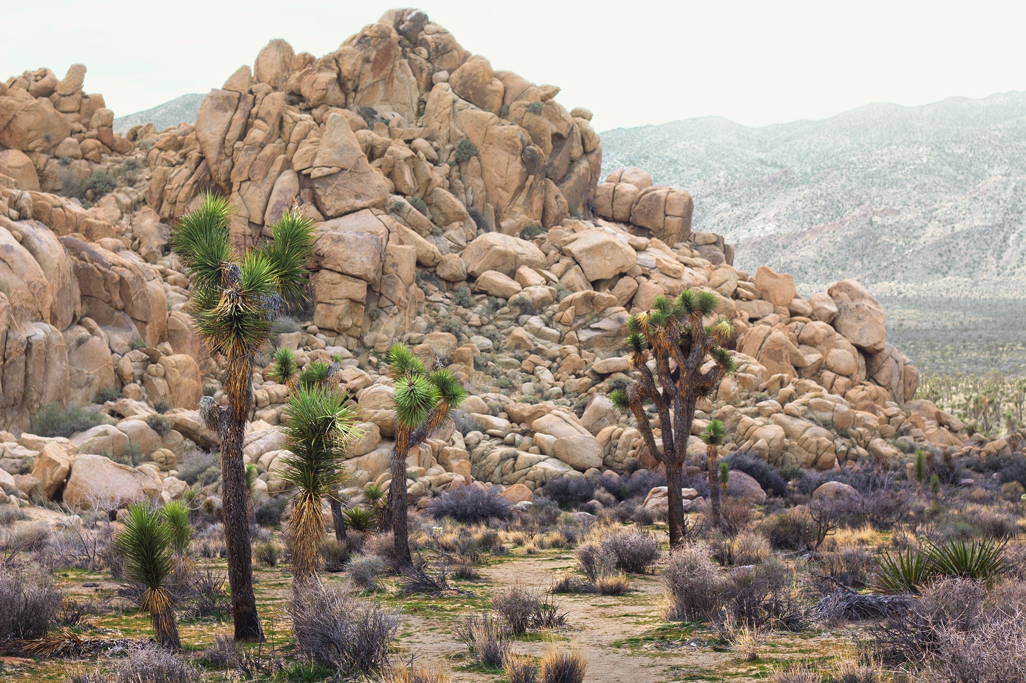 Joshua Tree Desert Landscape 30"x20" Framed Fine Art Photograph