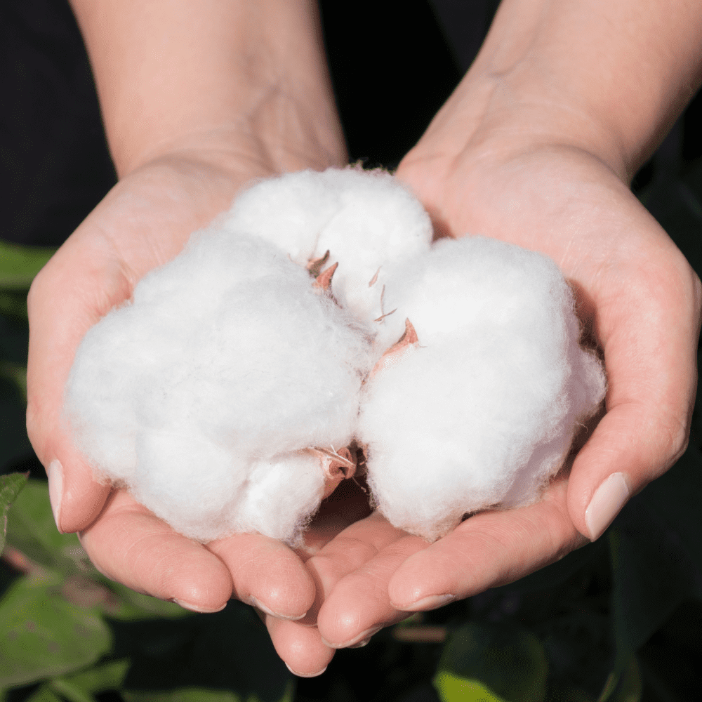 Fresh picked cotton in two open hands