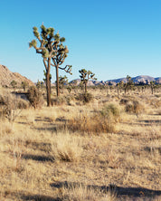 Joshua Tree Panorama 60"x 32" Landscape Framed Fine Art Photograph