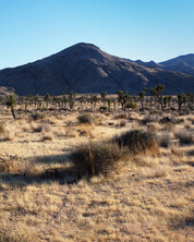 Joshua Tree Panorama 60"x 32" Landscape Framed Fine Art Photograph